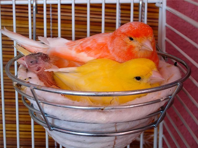 Содержание канареек и уход за ними в Весьегонске