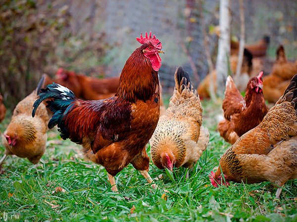 Породы куриц | ЗооТом - продажа, вязка и услуги для животных в Весьегонске