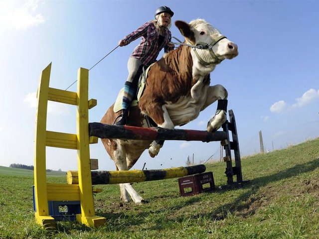 Статьи о коровах в Весьегонске | ЗооТом портал о животных