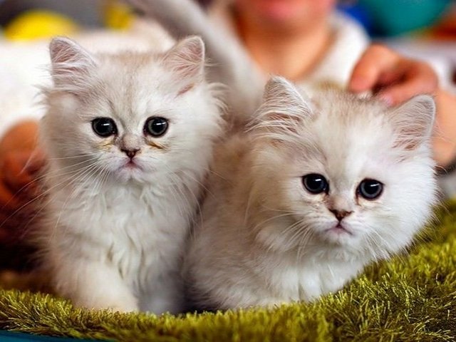 Породы кошек в Весьегонске | ЗооТом портал о животных