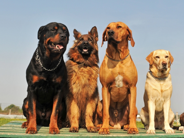 Крупные породы собак в Весьегонске | ЗооТом портал о животных